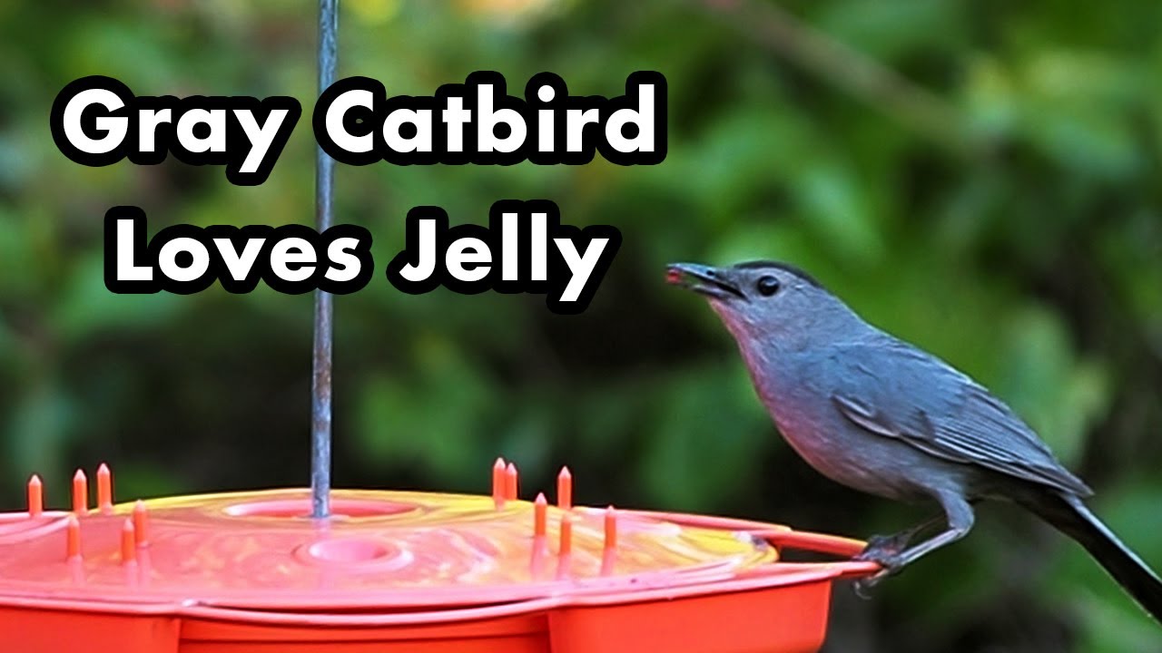 The Appeal of Grape Jelly to Birds